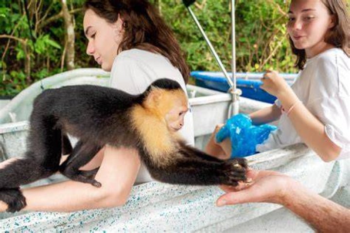 Are there monkeys on Monkey Island?
