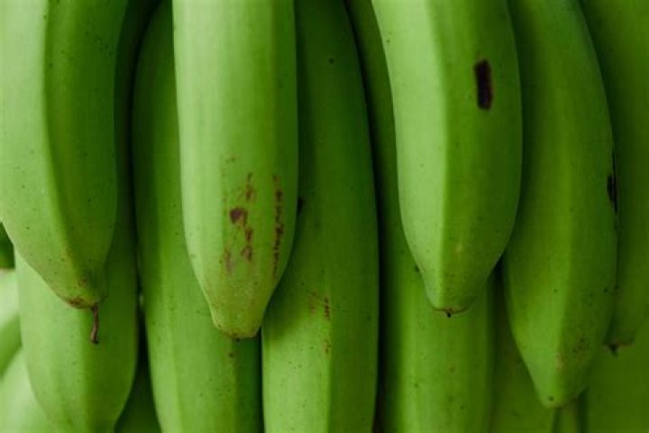 Can you eat green Alkanet?