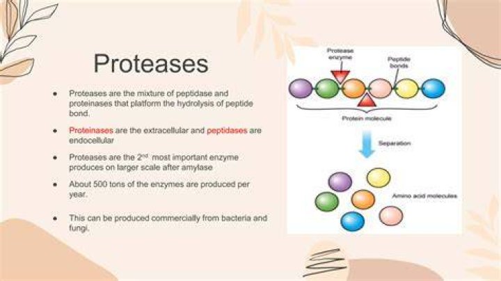 Do all viruses have protease?