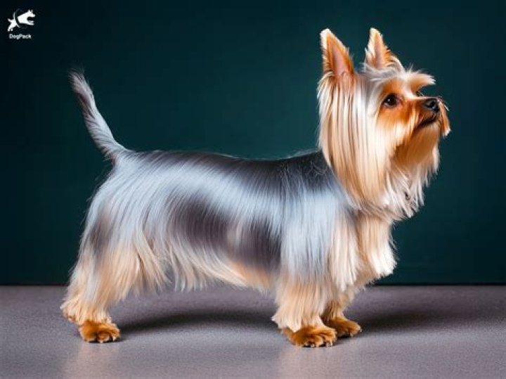 Do silky terriers have tails?