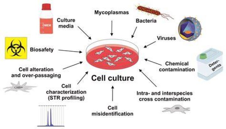 How can cell culture be useful to biologists?