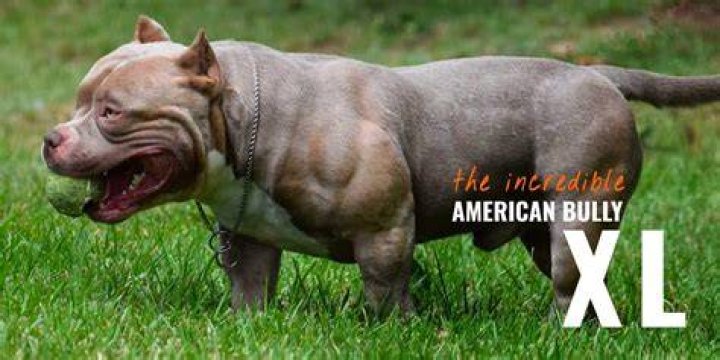 How much does a XL American bully cost?