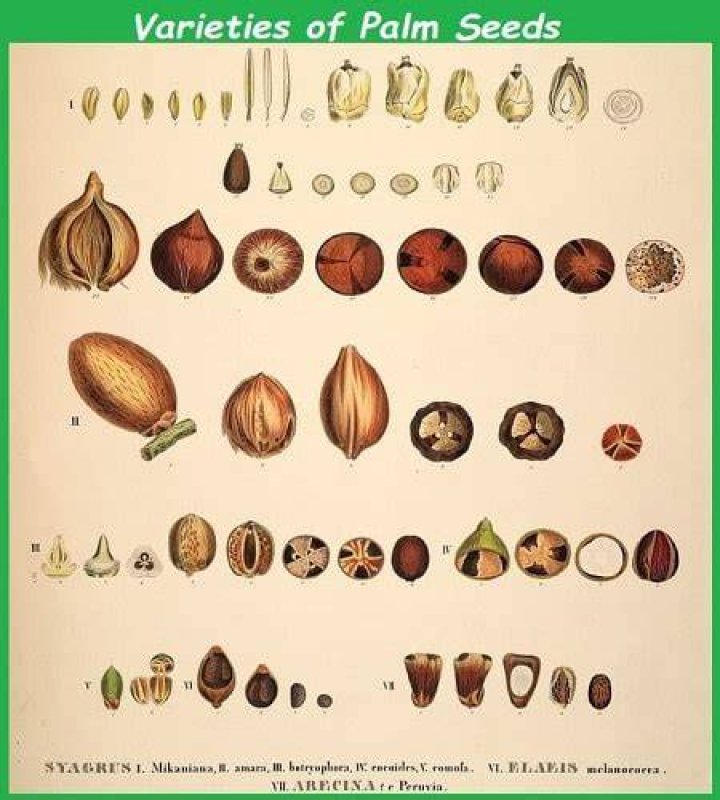 How often do palm trees produce seeds?