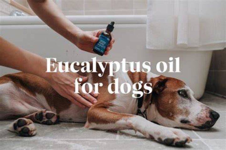 Is Eucalyptus Radiata safe for dogs?