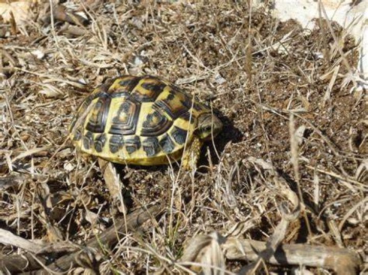 What animals are in Menorca?