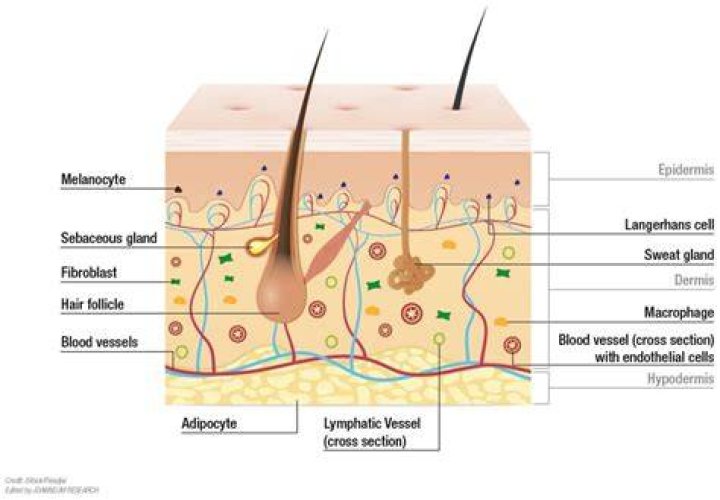 What are skin cells called?