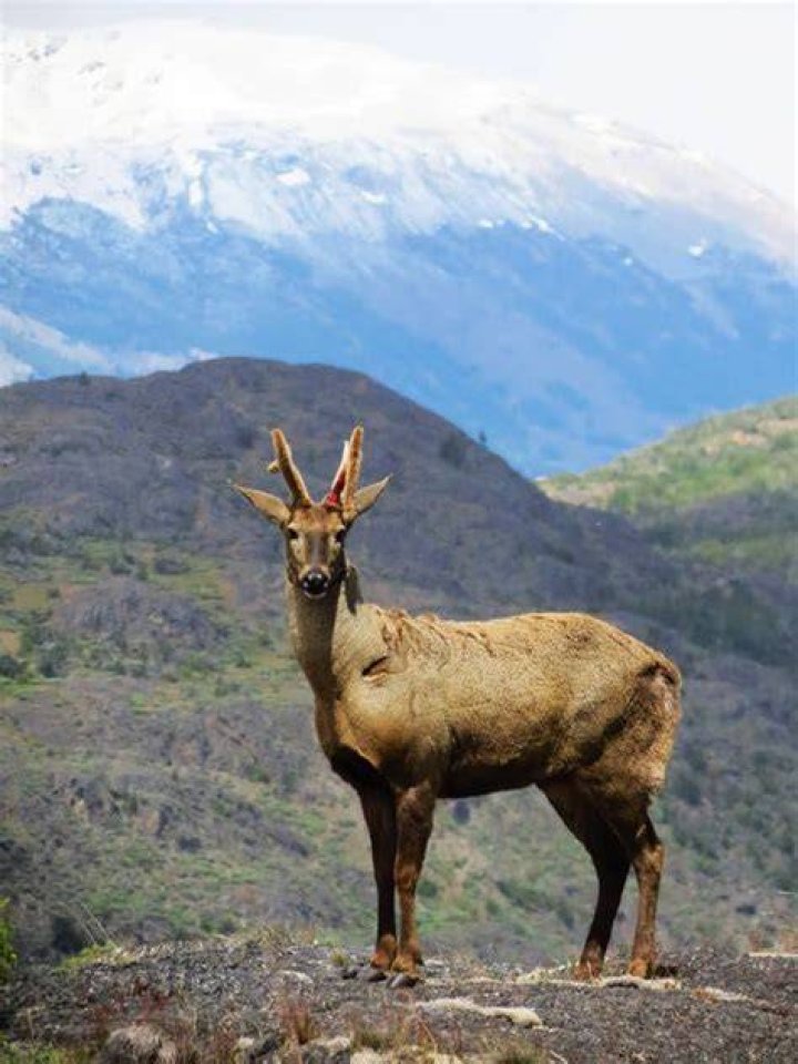 What is Chile's national animal?