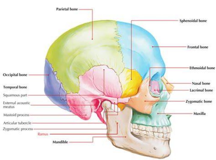 What is the Ramus bone?