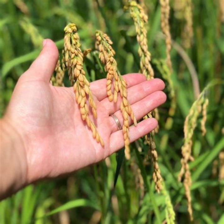 Where does UK get rice from?