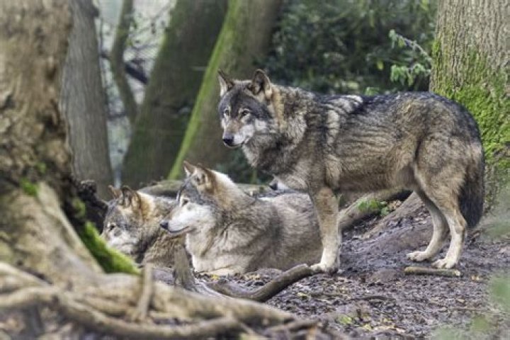 Which UK zoo has wolves?
