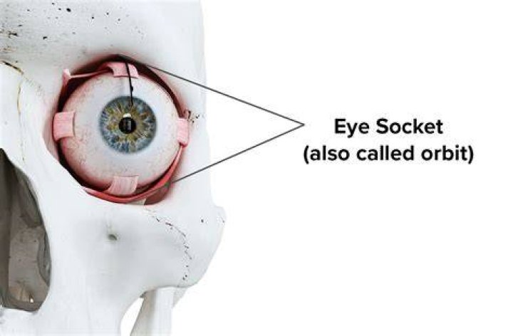 Why are my eye sockets so big?