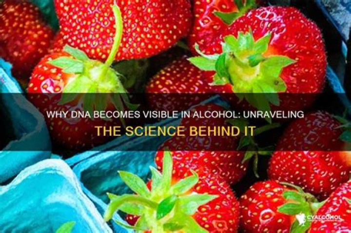 Why does DNA become visible when alcohol is added?